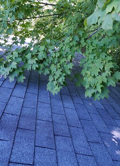Keep Trees Trimmed Away From Your Roof